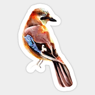 A beautiful watercolor jay bird Sticker